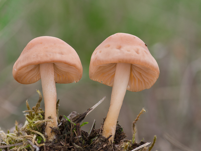 Marasmius oreades